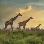 Three giraffes on the open savanna at dusk, golden clouds glowing above the horizon