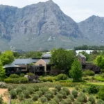Tokara Wine Estate and Restaurant Tokora Wine - A vineyard with mountains in the background.