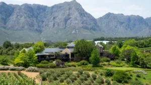 Tokora Wine - A vineyard with mountains in the background.