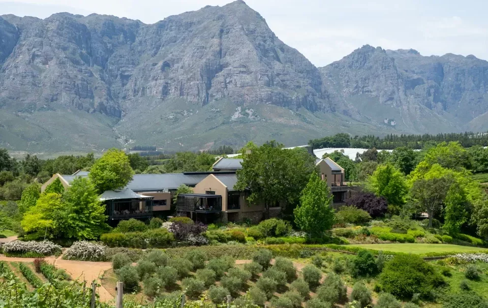 Tokora Wine - A vineyard with mountains in the background.
