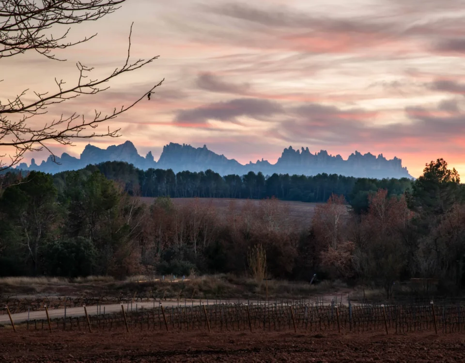 Catalonia. A sunset over a field with trees and Montserrat mountains in the background.